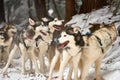 TUSNAD, ROMANIA - january 28: Unidentified man participating in the Dog Sled Racing Contest with dogs. On January 30, 2017 in Royalty Free Stock Photo