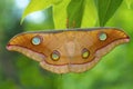 Tussar silk moth from Kanger Ghati National Park, Bastar District Royalty Free Stock Photo