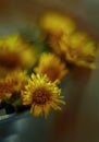 Tussilago bouquet in decorative bucket in water drops and sunshine