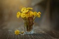 Tussilago bouquet in glass in water drops and sunshine Royalty Free Stock Photo