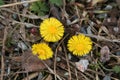 Tussilago farfara