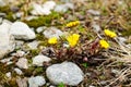 Tussilago farfara- Coltsfoot Royalty Free Stock Photo