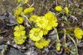 Tussilago farfara - coltsfoot