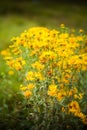 Tussilago farfara (coltsfoot) herb