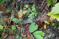 Tussilago farfara or coltsfoot with spiderweb Royalty Free Stock Photo