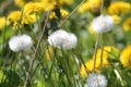 Tussilago farfara or coltsfoot white seed heads blowballs close-up in nature