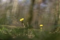Tussilago farfara, commonly known as coltsfoot Royalty Free Stock Photo