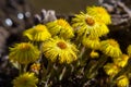 Tussilago farfara, commonly known as coltsfoot is a plant in the groundsel tribe in the daisy family Asteraceae. Flowers of a Royalty Free Stock Photo