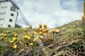 Tussilago farfara - the first flowers coltsfoot of the early spring Royalty Free Stock Photo