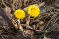 Tussilago farfara the first flowers of the early spring