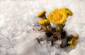 Tussilago farfara flowers under melting snow Royalty Free Stock Photo