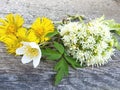 Tussilago farfara, Petasites albus, Anemone nemorosa, Blossoms