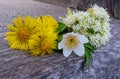 Tussilago farfara, Petasites albus, Anemone nemorosa