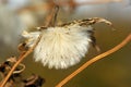 Tussilago farfara seeds flower head dendelion in sun light