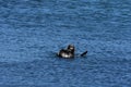 Tussling Sea Otters in the Pacific Ocean