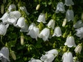 The tussock bellflower or Carpathian harebell (Campanula carpatica) Alba flowering with white, bell-shaped flowers