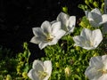 The tussock bellflower (Campanula carpatica)Alba flowering with pure white, bell-shaped single flowers