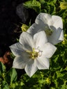 The tussock bellflower or Carpathian harebell (Campanula carpatica)Alba flowering with pure white flowers