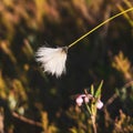 Tussock cottongrass blossoming in the wetlands. Royalty Free Stock Photo