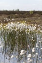 Tussock cottongrass - bog pond