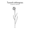 Tussock cottongrass Eriophorum vaginatum , medicinal plant Royalty Free Stock Photo