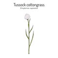 Tussock cottongrass Eriophorum vaginatum , medicinal plant Royalty Free Stock Photo