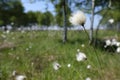 Tussock cottongrass in a macro shot