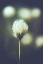 Tussock cottongrass - Vintage Royalty Free Stock Photo