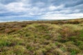 Tussock on dunes near the sea on Waitarere beach in Manawatu near Levin in New Zealand Royalty Free Stock Photo