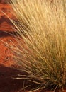 Tussock Grass Royalty Free Stock Photo