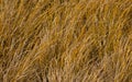 Tussock Grass