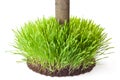 Tussock grass with a tree trunk