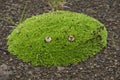 Tussock with green grass growing on volcanic lava