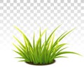 Tussock Of Green Grass Royalty Free Stock Photo