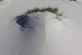 Tussock grows in harsh conditions in the sand dunes on a beach Royalty Free Stock Photo