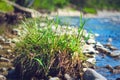 A Tussock of Hair Grass, Deschampsia, on a Mountain River Rocks Royalty Free Stock Photo