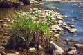 A Tussock of Hair Grass, Deschampsia, on a Mountain River Rocks Royalty Free Stock Photo