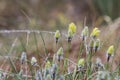 Tussock hare`s-tail cottongrass flower, eriophorum vaginatum in Czech nature reserve Cervene Blato Royalty Free Stock Photo