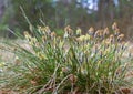 Tussock hare`s-tail cottongrass flower, eriophorum vaginatum in Czech nature reserve Cervene Blato Royalty Free Stock Photo