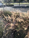 Tussock of hay blooming near the street