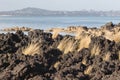 Tussock and Lava