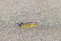 Tussock Moth caterpillar crawling in the sand near the waves on a beach in california Royalty Free Stock Photo