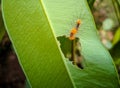 tussock moth caterpillar eating green leaf. Royalty Free Stock Photo
