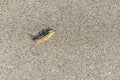 Tussock Moth caterpillar exploring the sand near the waves on a beach in california Royalty Free Stock Photo