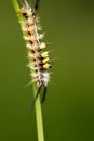 Tussock Moth Caterpillar Royalty Free Stock Photo