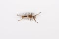 Tussock Moth Caterpillar, Top View