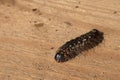 Tussock moth hairy caterpillar with black body and yellow dot pattern on it creeping on wooden surface.