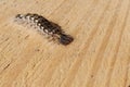 Tussock moth hairy caterpillar with black body and yellow dot pattern on it creeping on wooden surface.