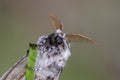 The tussock moth sitting on grass Royalty Free Stock Photo