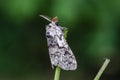 The tussock moth sitting on grass Royalty Free Stock Photo